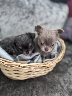 Photo №2 de l'annonce № 143855 de la vente chihuahua - acheter à USA annonce privée