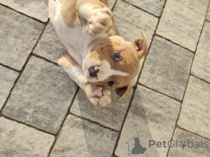 Photo №3. Dominika Trzuskot. Pologne