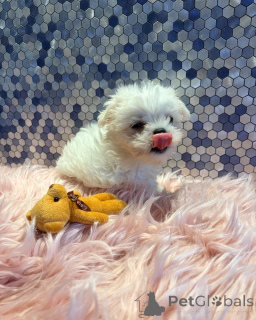 Photo №1. bichon maltais - à vendre en ville de Boom | négocié | Annonce №173488