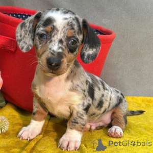 Photo №2 de l'annonce № 166189 de la vente chien bâtard - acheter à Allemagne annonce privée