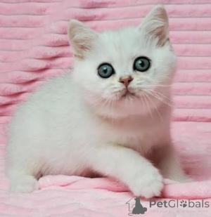 Photo №1.  - à vendre en ville de Cendre | Gratuit | Annonce № 163570