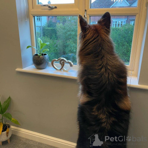 Photo №2 de l'annonce № 139945 de la vente berger allemand - acheter à Allemagne 