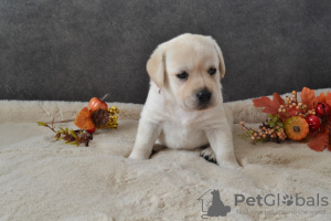 Photo №1. labrador retriever - à vendre en ville de Berlin | 600€ | Annonce №72886