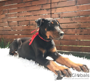 Photo №4. Je vais vendre dobermann en ville de Belgrade. éleveur - prix - négocié