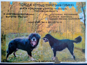 Photo №1. buryat wolfhound mongol - à vendre en ville de Белоозёрский | 700€ | Annonce №13872