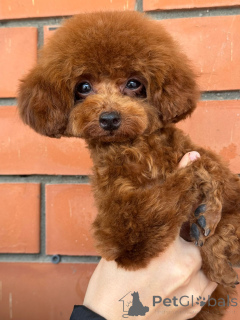 Photo №2 de l'annonce № 155083 de la vente caniche (nain) - acheter à Fédération de Russie 