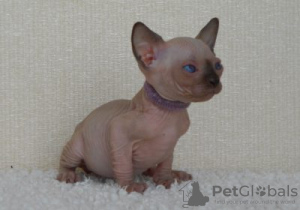 Photo №1. sphynx - à vendre en ville de Liège | Gratuit | Annonce № 128221