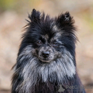 Photo №3. Chiots de Poméranie. Pologne