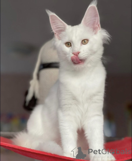 Photo №2 de l'annonce № 163465 de la vente maine coon - acheter à Allemagne éleveur