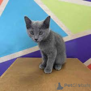 Photo №1. bleu russe - à vendre en ville de Pano Lefkara | négocié | Annonce № 173417