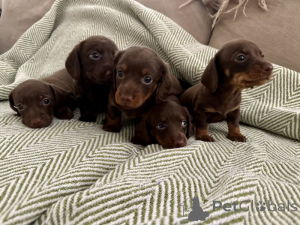 Photo №1. teckel - à vendre en ville de Berlin | négocié | Annonce №143147