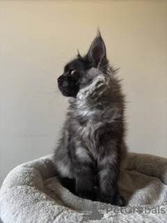 Photo №3. Maine-Coon-Kätzchen Verkaufen. Allemagne