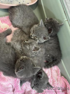 Photo №3. Chatons British Blue Shorthair exceptionnels. Allemagne