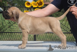 Photos supplémentaires: Chiots Cane Corso