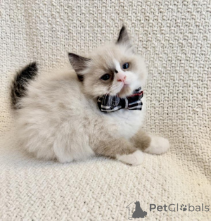 Photo №1. ragdoll - à vendre en ville de Delémont | 350€ | Annonce № 178743