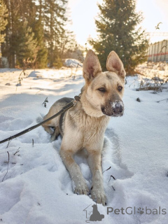 Photo №1. chien bâtard - à vendre en ville de Москва | Gratuit | Annonce №139028