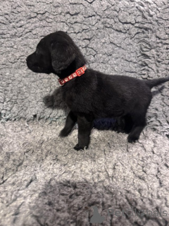 Photo №1. labrador retriever - à vendre en ville de Manchester | négocié | Annonce №166832