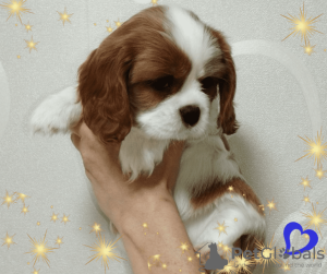 Photo №2 de l'annonce № 69705 de la vente cavalier king charles spaniel - acheter à Biélorussie éleveur