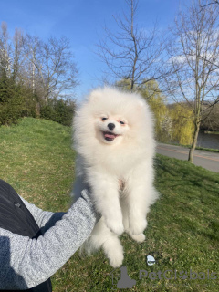 Photo №3. Chiots Spitz Poméranien à vendre. République Tchèque