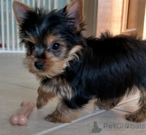 Photo №2 de l'annonce № 164486 de la vente yorkshire terrier - acheter à La finlande éleveur