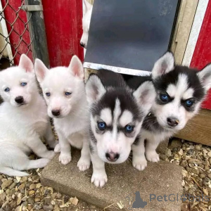 Photo №3. Puppies husky sibériens de 10 semaines disponibles.. Albanie
