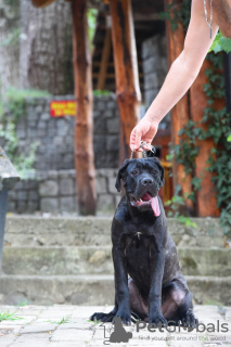 Photo №4. Je vais vendre cane corso en ville de Loznica. éleveur - prix - négocié