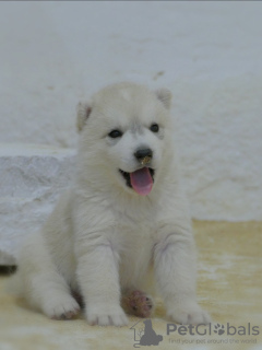 Photo №3. Chiots Husky Sibérien. Serbie