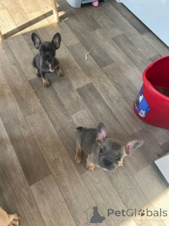 Photo №3. Kc a enregistré des bouledogues français..whatsapp moi au 44 7453 907158. La Grande-Bretagne