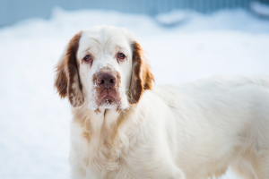 Photo №2 de l'annonce № 4709 de la vente clumber spaniel - acheter à Fédération de Russie de la fourrière