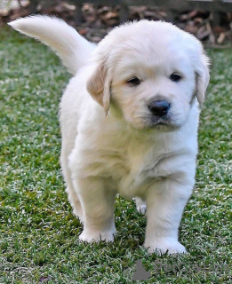 Photos supplémentaires: Chiots golden retriever mignons et en bonne santé disponibles maintenant à la