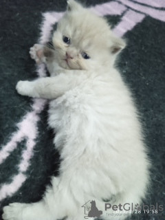 Photo №3. Chat incroyablement beau d'Ukraine.. Suisse