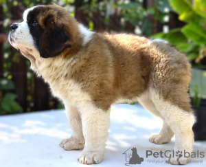 Photo №3. Chiots de classe d'exposition Saint-Bernard. Fédération de Russie