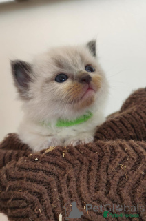 Photo №3. Sceau Ragdoll-Kätzchen. Allemagne