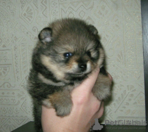 Photos supplémentaires: Spitz de Poméranie, chiots sable !