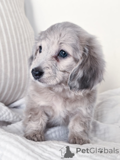 Photo №2 de l'annonce № 144518 de la vente teckel - acheter à Allemagne éleveur