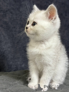 Photo №1. scottish straight - à vendre en ville de Minsk | 125€ | Annonce № 164179