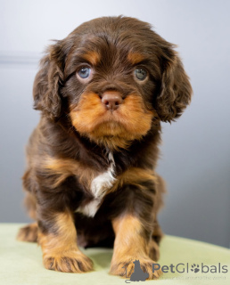 Photo №2 de l'annonce № 155454 de la vente cavalier king charles spaniel - acheter à Suède annonce privée
