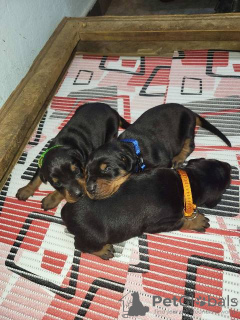 Photo №3. Chiot Doberman. Serbie