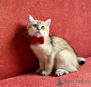 Photo №4. Je vais vendre scottish straight en ville de Bratislava. éleveur - prix - négocié