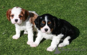 Photo №1. cavalier king charles spaniel - à vendre en ville de Helsinki | négocié | Annonce №174024