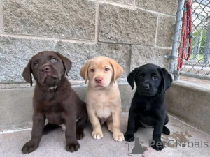 Photo №1. labrador retriever - à vendre en ville de Denver | 484€ | Annonce №174340