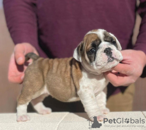 Photo №2 de l'annonce № 100202 de la vente bulldog anglais - acheter à USA annonce privée