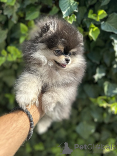 Photos supplémentaires: Chiots Spitz de Poméranie