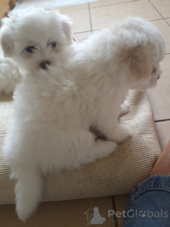 Photo №1. bichon maltais - à vendre en ville de Austkhoizer | négocié | Annonce №168307