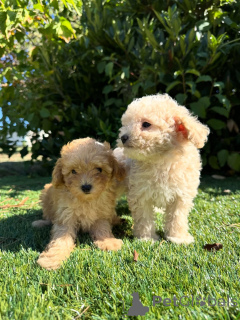 Photo №1. caniche (jouet) - à vendre en ville de Varsovie | négocié | Annonce №160833