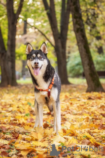 Photo №3. Le beau tricolore Arnie cherche un foyer !. Fédération de Russie