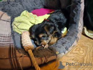 Photo №3. Cachorros yorkie en busca de abrelatas. Espagne