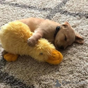 Photo №2 de l'annonce № 54207 de l'achat  - acheter à La croatie annonce privée, de la fourrière, de l'abri