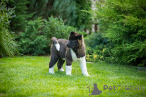 Photos supplémentaires: Chiots Akita américains