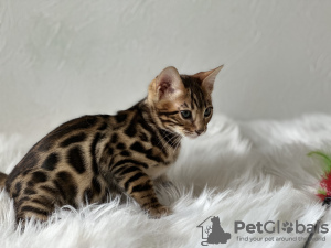 Photo №2 de l'annonce № 101558 de la vente bengal - acheter à USA éleveur